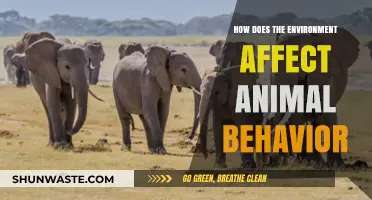 Environmental Influences on Animal Behavior: Understanding Nature's Impact