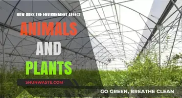 Environmental Impacts: How Nature Shapes Animals and Plants' Survival