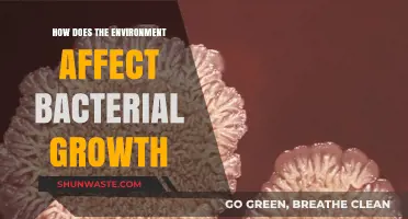Environmental Factors Shaping Bacterial Growth: Insights and Impacts