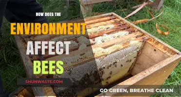 Environmental Factors Shaping Bee Populations: Impacts and Conservation Insights
