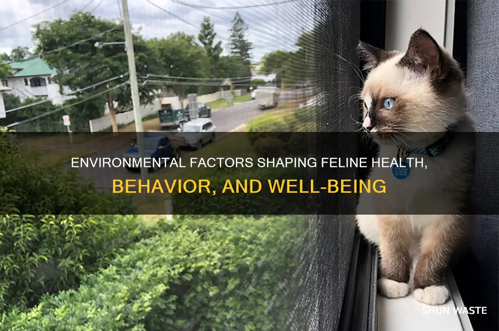 how does the environment affect cats