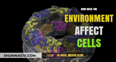 Environmental Impacts on Cellular Function: Unveiling Nature's Influence on Cells