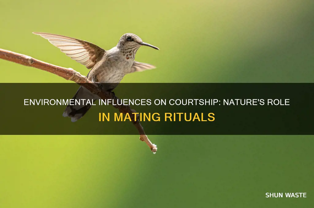 how does the environment affect courtship