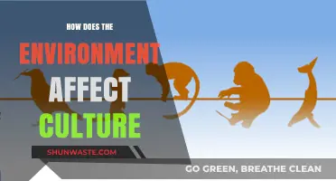 Environmental Influences on Cultural Evolution: Shaping Traditions and Identities