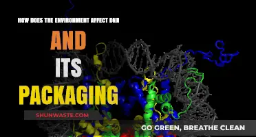 Environmental Influences on DNA Structure and Chromatin Packaging Explained