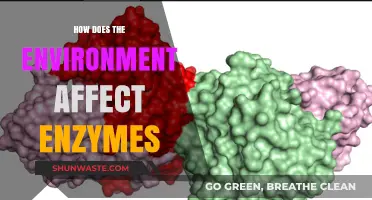 Environmental Factors Shaping Enzyme Activity: Impact and Adaptations Explored