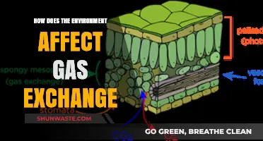 Environmental Factors Shaping Gas Exchange: Impacts and Adaptations Explained