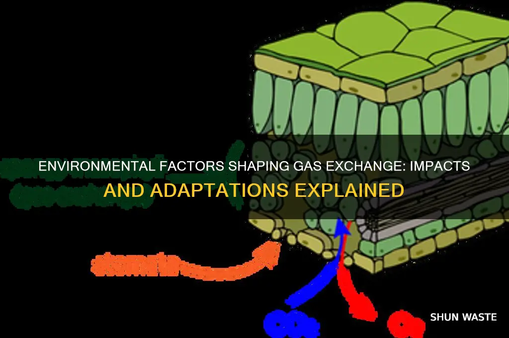how does the environment affect gas exchange
