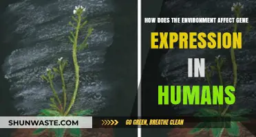 Environmental Influences on Human Gene Expression: Unraveling the Complex Connection