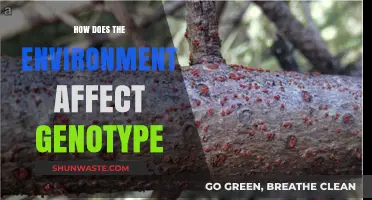 Environmental Influences on Genotype: Unraveling Nature's Impact on Genetic Expression