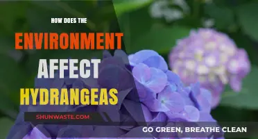 Environmental Factors Shaping Hydrangea Growth, Color, and Health