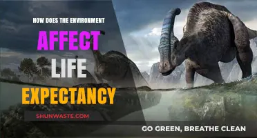 Environmental Factors Shaping Life Expectancy: A Comprehensive Analysis