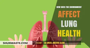 Environmental Factors and Their Impact on Lung Health Explained