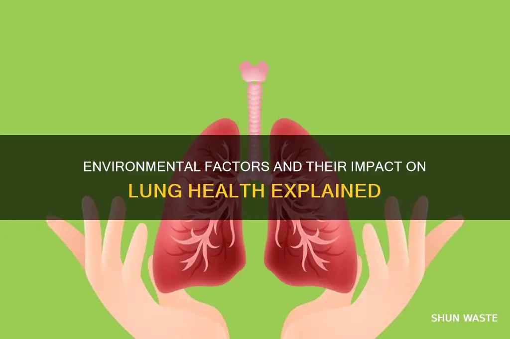how does the environment affect lung health