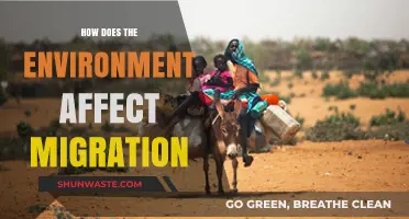 Environmental Factors Driving Global Migration Patterns and Trends