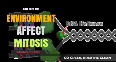 Environmental Factors Shaping Cell Division: Impact on Mitosis Explained