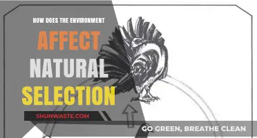Environmental Influences on Natural Selection: Shaping Species Survival and Evolution