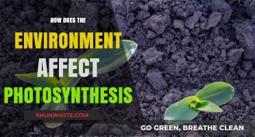 Environmental Factors Shaping Photosynthesis: Light, Temperature, and Beyond