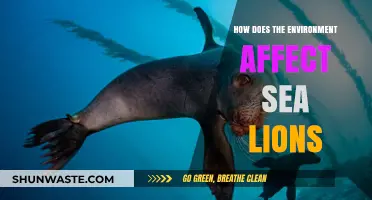 Environmental Impacts on Sea Lions: Habitat, Climate, and Survival Challenges