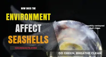 Environmental Factors Shaping Seashells: A Deep Dive into Nature's Influence