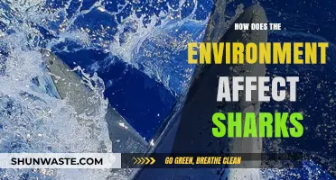 Environmental Impacts on Sharks: Understanding Habitat Changes and Survival Challenges