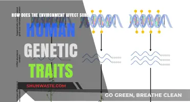 Environmental Influences on Human Genetic Traits: Unraveling Nature's Complex Interplay