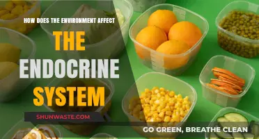 Environmental Impact on Hormones: How Surroundings Influence Endocrine Health