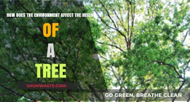 Environmental Factors Shaping Tree Height: Growth Insights and Influences