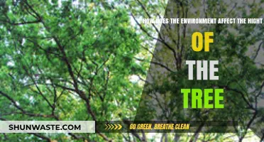Environmental Factors Shaping Tree Height: Growth, Climate, and Soil Influence