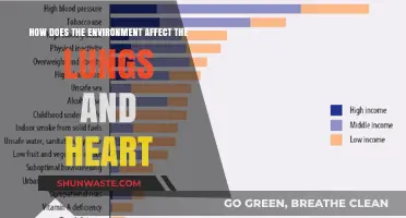 Environmental Impact: How Air Quality Affects Lung and Heart Health