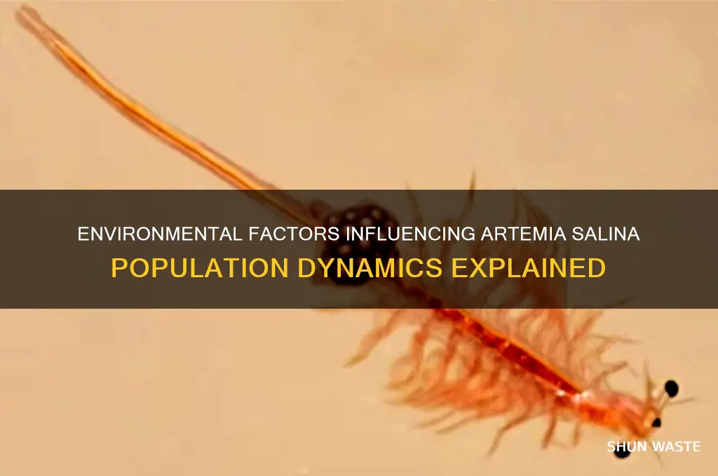 how does the environment affect the number of artemia salina