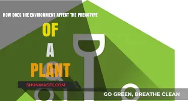 Environmental Factors Shaping Plant Phenotypes: Unraveling Nature's Influence on Growth
