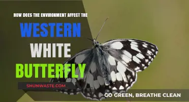 Environmental Impacts on Western White Butterfly Survival and Adaptation
