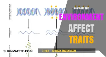 Environmental Influences on Traits: Unraveling Nature's Impact on Genetic Expression