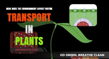 Environmental Factors Shaping Water Transport Efficiency in Plant Systems