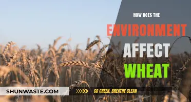 Environmental Factors Shaping Wheat Growth, Yield, and Quality: Insights