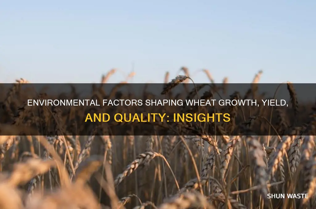 how does the environment affect wheat