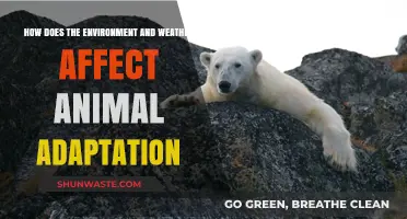 Weather's Impact: How Climate Shapes Animal Adaptation Strategies