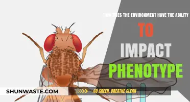 Environmental Influences: Shaping Phenotypes Through Nature's Dynamic Interactions