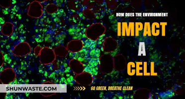 Environmental Factors: Shaping Cellular Function, Health, and Adaptation Mechanisms