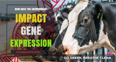 Environmental Influences on Gene Expression: Unraveling Nature's Complex Interaction