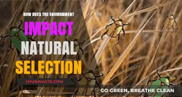 Environmental Influences on Natural Selection: Shaping Species Survival and Evolution