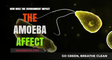 Environmental Factors Shaping Amoeba Behavior and Survival Strategies