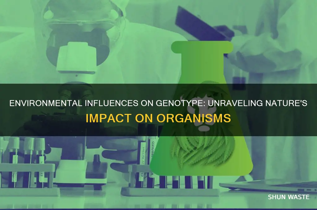how does the environment impact the genotype of organisms