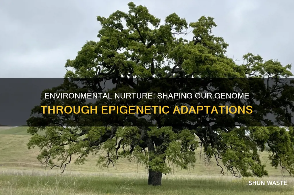 how does the environment nurture affect our genome