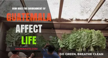 Guatemala's Diverse Environment: Shaping Culture, Economy, and Daily Life