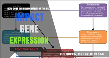 Cellular Environment's Role in Shaping Gene Expression Patterns and Regulation