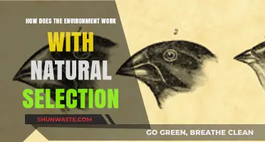 Nature's Survival Blueprint: Environment's Role in Shaping Evolution