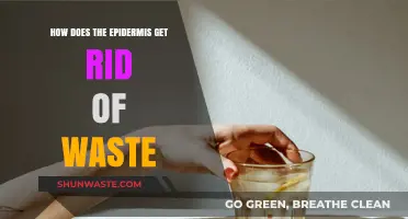 How the Epidermis Eliminates Waste: A Skin Detox Process