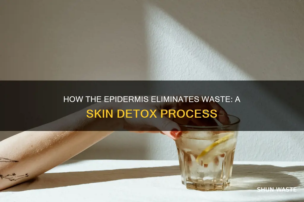 how does the epidermis get rid of waste